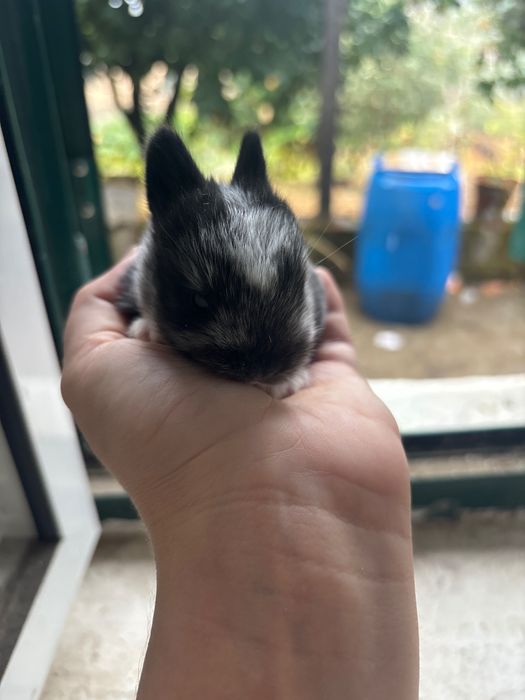 Coelho bebé lindo e muito dócil