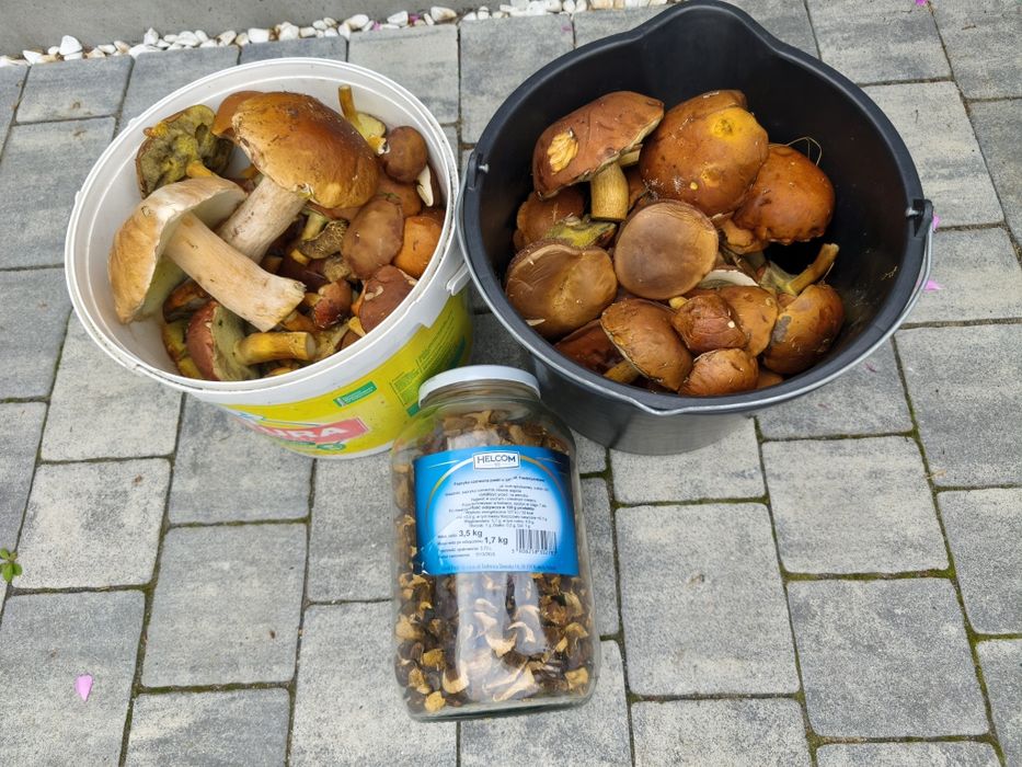 Świeze borowiki/ podgrzybki na sprzedaż pod zamówienie
