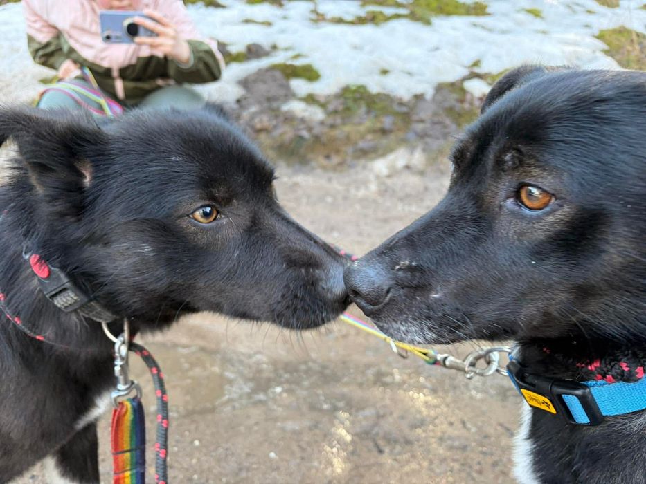 Wyjątkowi bracia polecają się do adopcji!