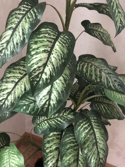 Продам исскуственное вечнозелёное растение Диффенбахия в Каменце-Под.