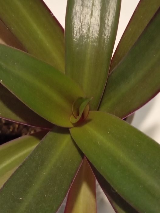 Вазон традесканця Рео в подвійному горщику з дозатором води