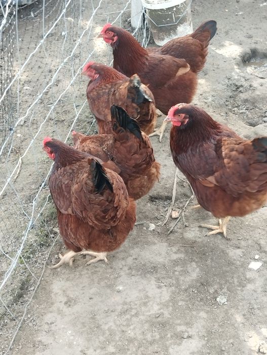 Ovos Rhode Island Red