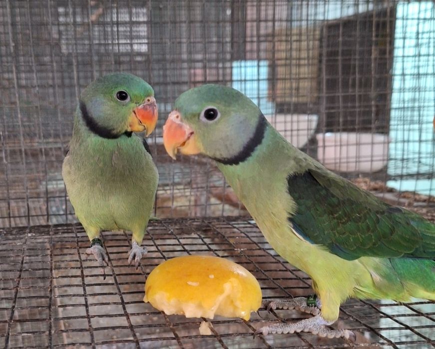 Psittacula columboides