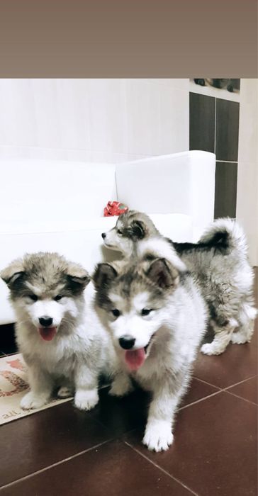 Цуценята Аляскинський Маламут