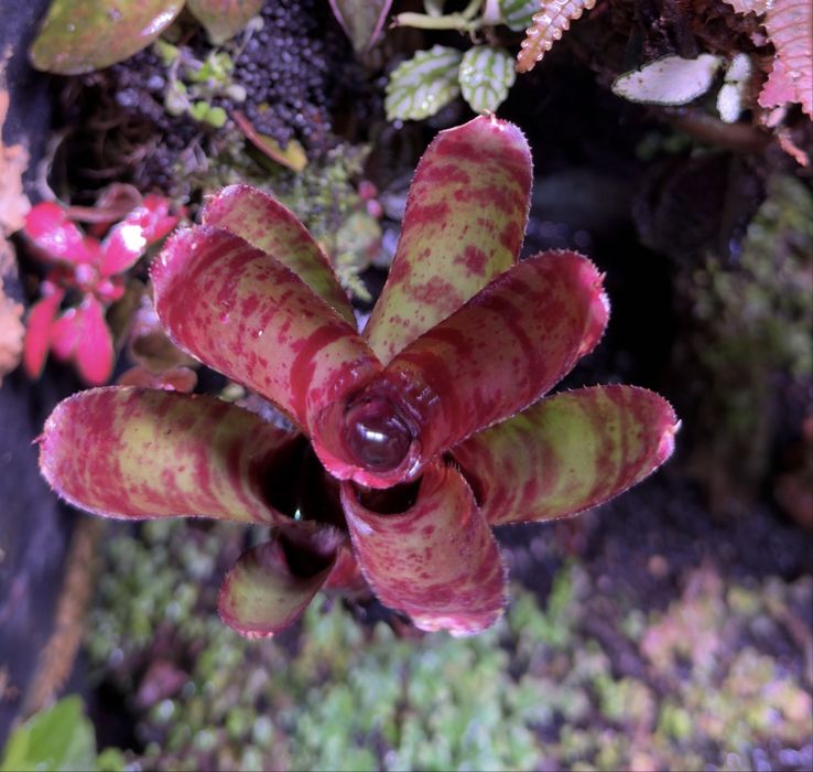 Neoregelia do terrarium