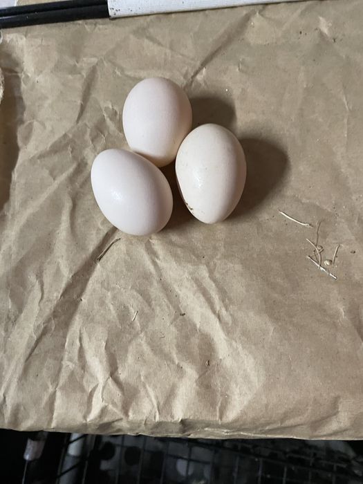 Ovos de garnize nagazak