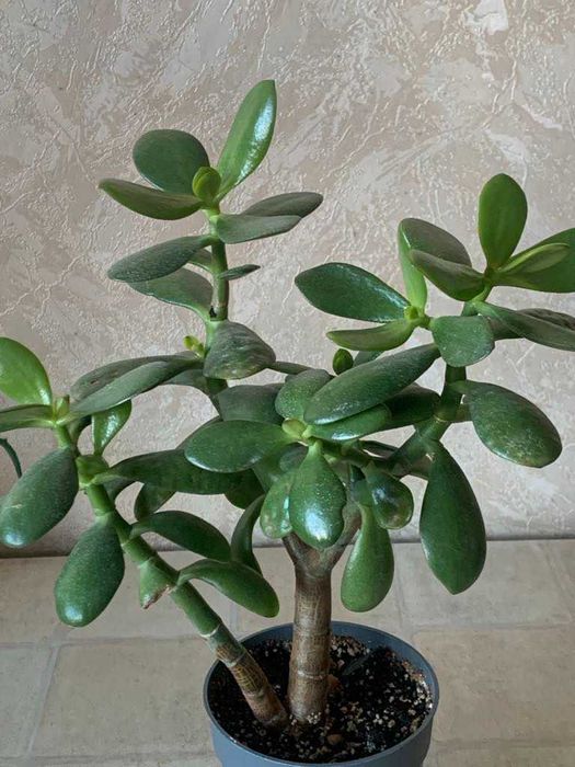 Грошове дерево Красула Товстянка