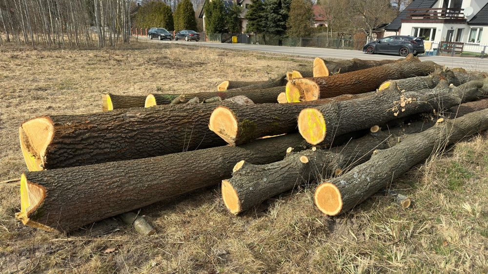 Sprzedam drzewo - tylko odbiór