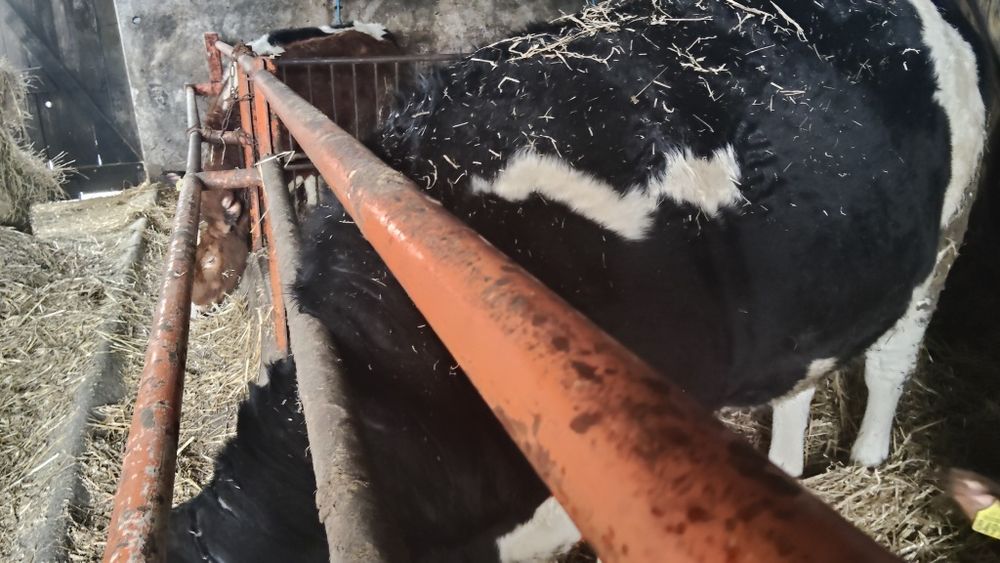 Sprzedam jałówkę 4miesiace cielną