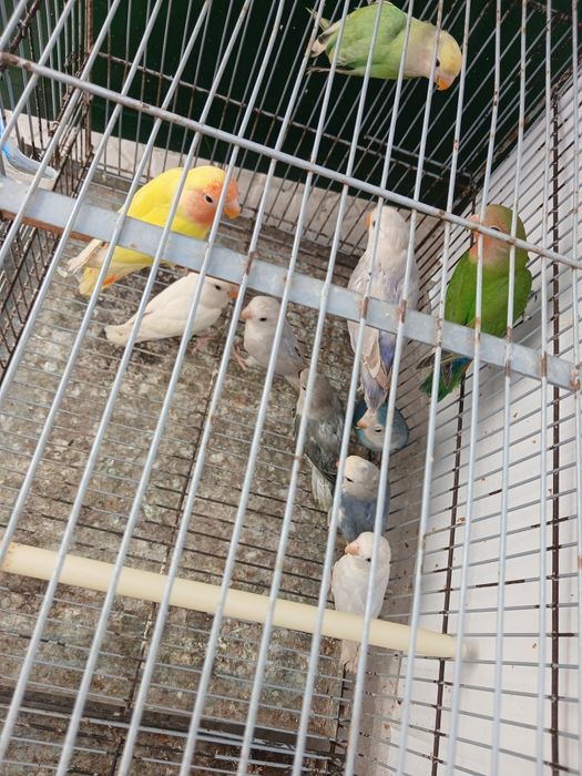 10 Agapornis novos 2026 só  vendo  em conjunto  180 euros todos individual 25 cada