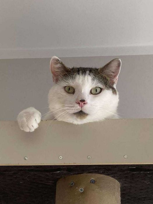 Białek – koci dżentelmen szuka swojego miejsca!