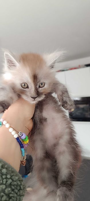 Bentley - Piękny kocurek Maine coon/prawdziwa domowa chodowla/
