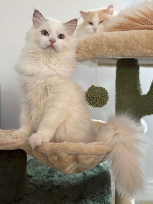 Ragdoll z rodowodem-Gotowy do odbioru