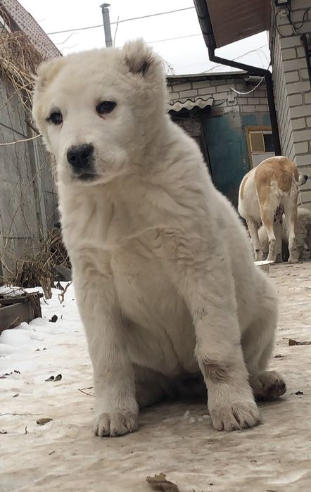 Среднеазиатская овчарка  Алабай