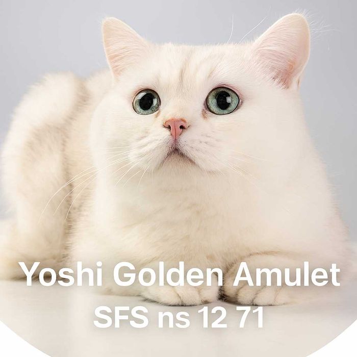 Шотландский вислоухий котенок Хайленд шоу-класс