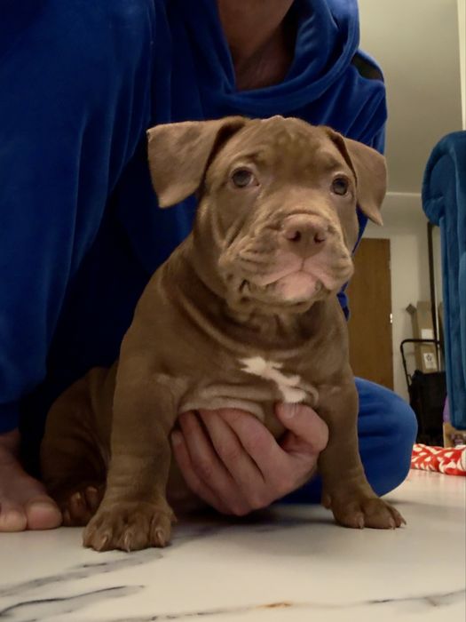 American bully pocket/standard ABKC Mocny rodowód