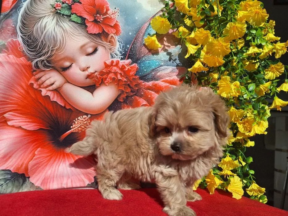 Мальтипу - ідеальна порода для дітей і алергіків Мальтипу ф1 і ф2