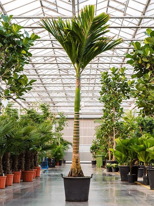 Areca catechu, Arequeira Palmeira-Bétel ou Noz-de-Bétel