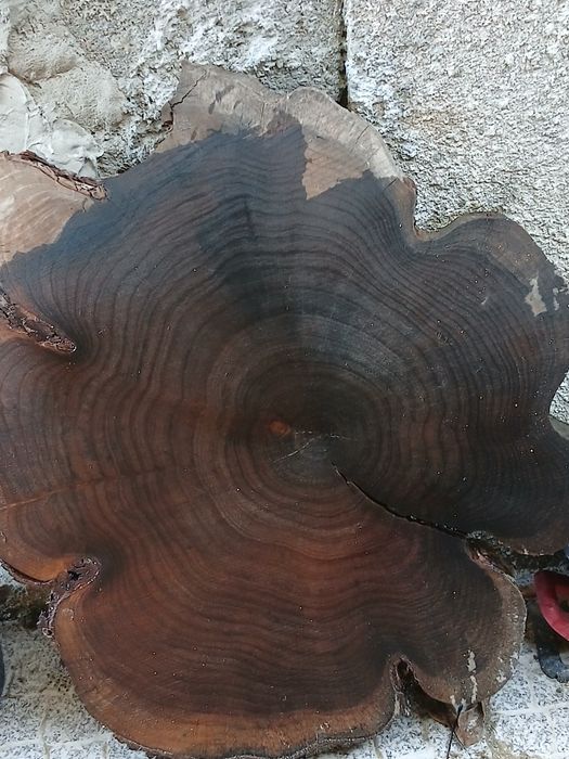 Rodela de Austrália