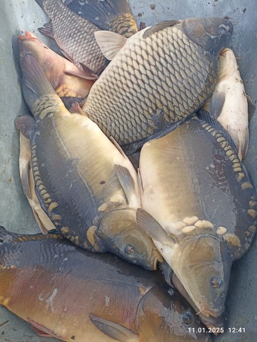 Зарибок, однорічна і двухрічка коропа амура і товстолоба