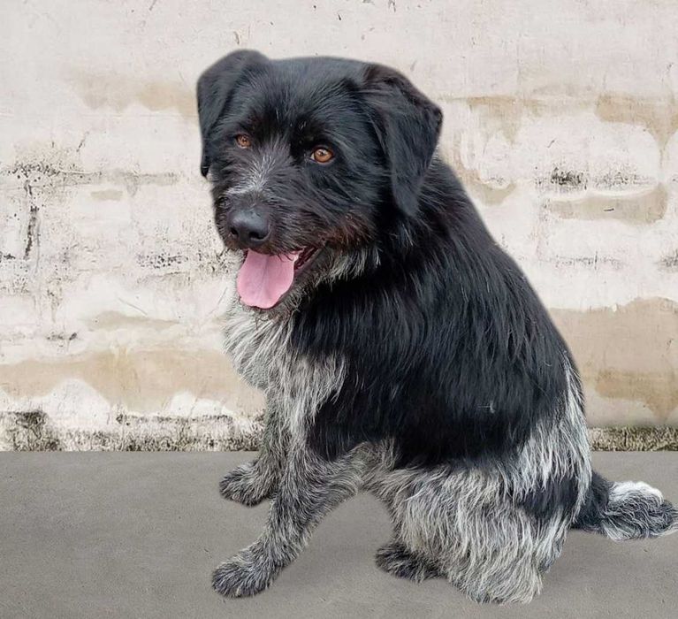 Міша -метис дратхара- мріє про дім та сім’ю / собака цуценя щенок