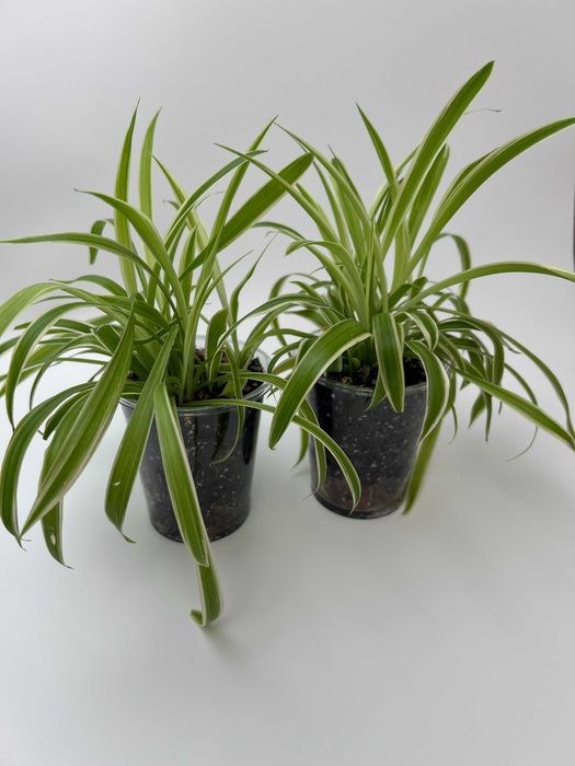 Епіпремнум, Філодендрон, Пілея, Хлорофітум