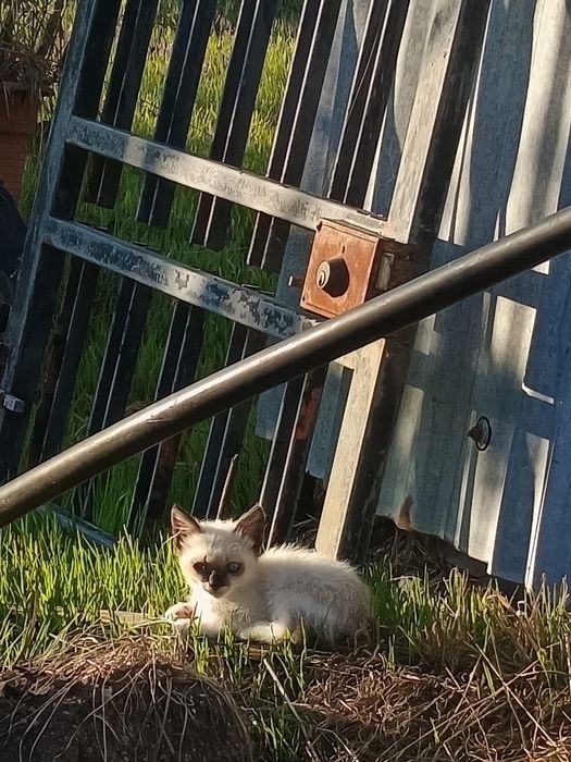 Gatinhos bebés para adoção