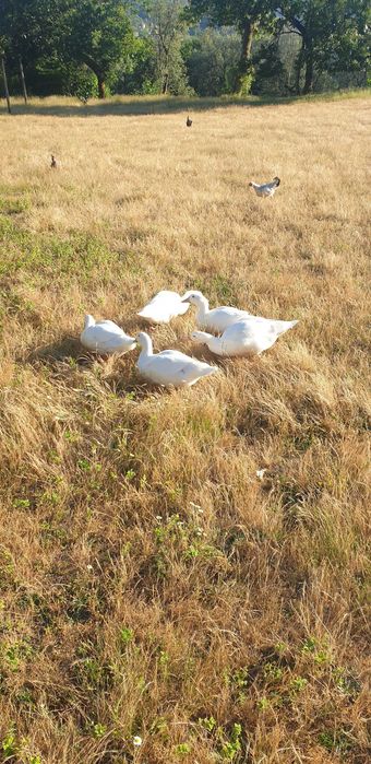 Patos caseiros prontos a comer