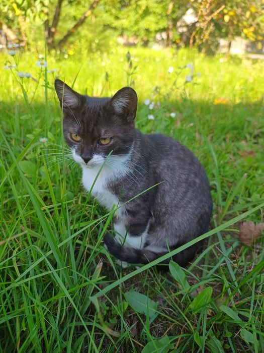 Koty do adopcji za darmo