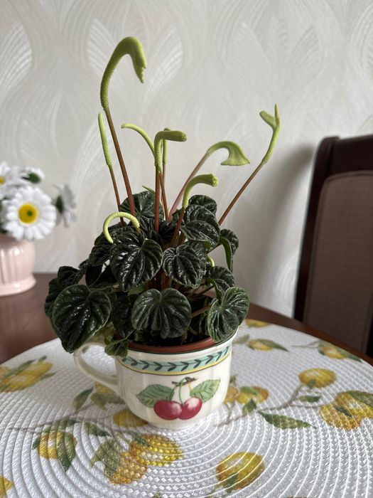 Продается пеперомия
