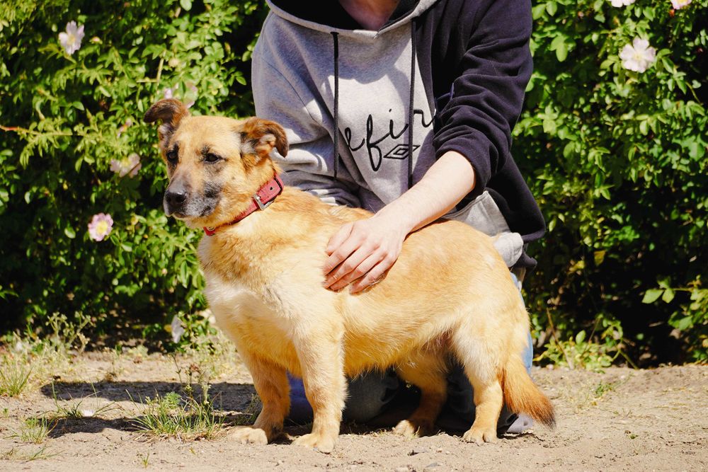 Aurora - niewielka, łagodna sunia szuka domu