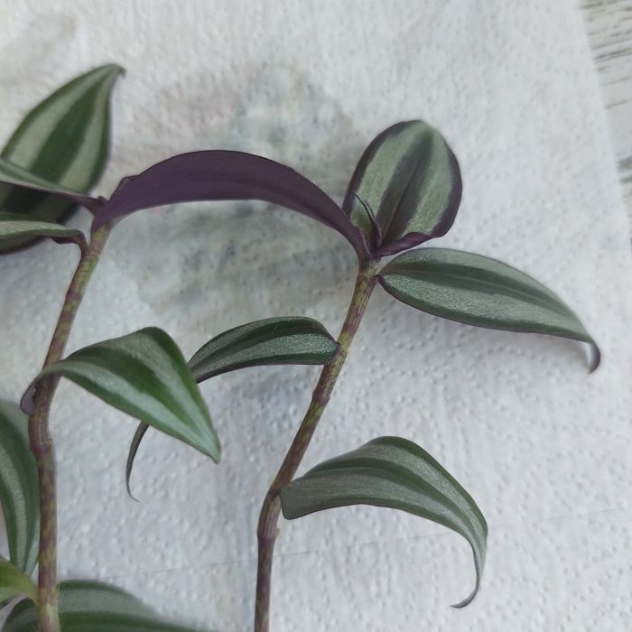 Reo meksykanskie , trzykrotka.