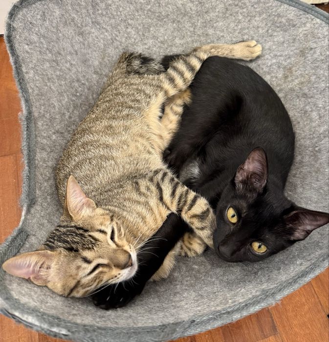Gatas bebes para adoção conjunta