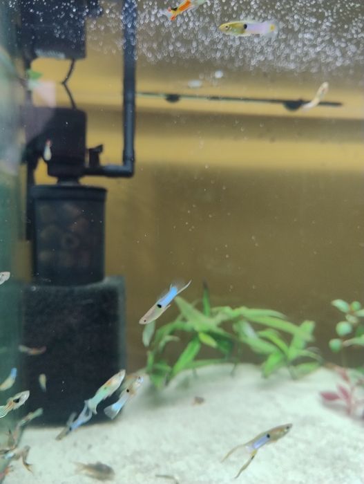 Gupiki endlera dorosłe samce