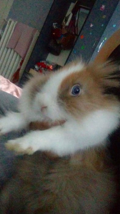 Karzełek Teddy samiczka