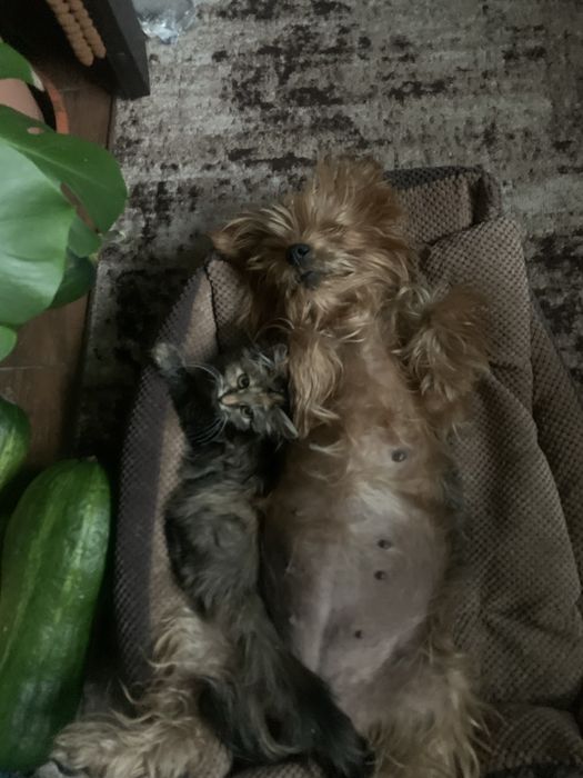 Загубилась собачка Кривий Ріг на зупинці Дружба