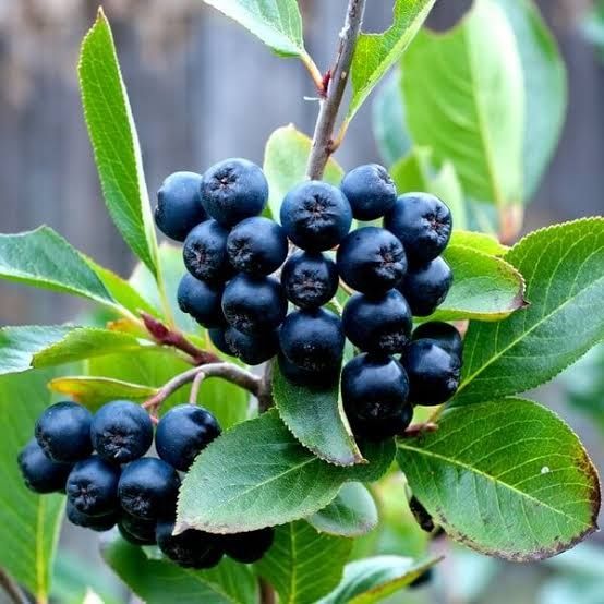 Aronia owoce ekologiczne