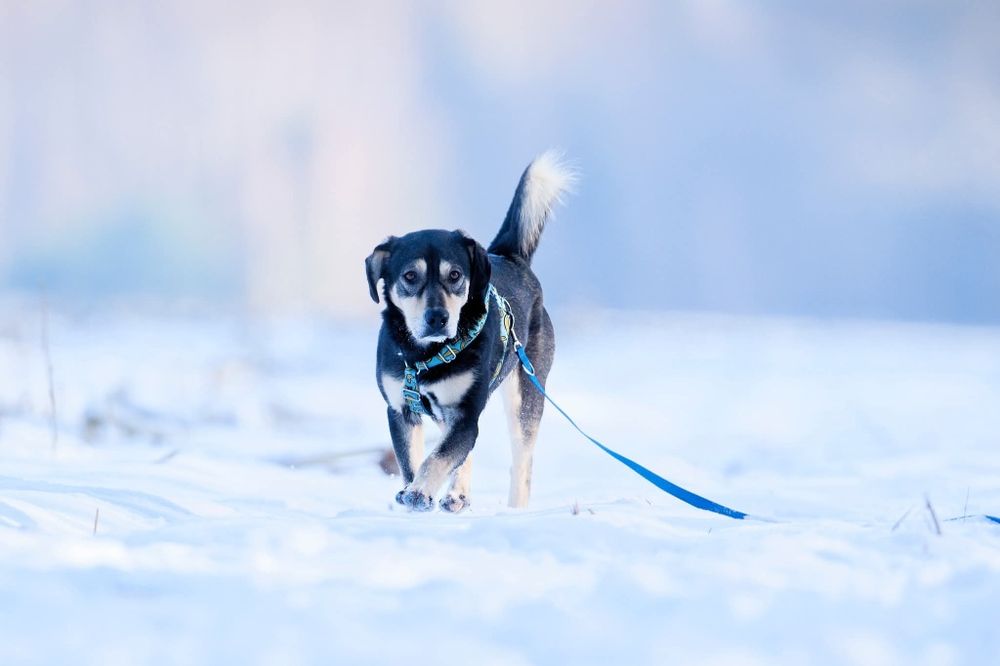 Gufi, szalony mlody psiak czeka na dom