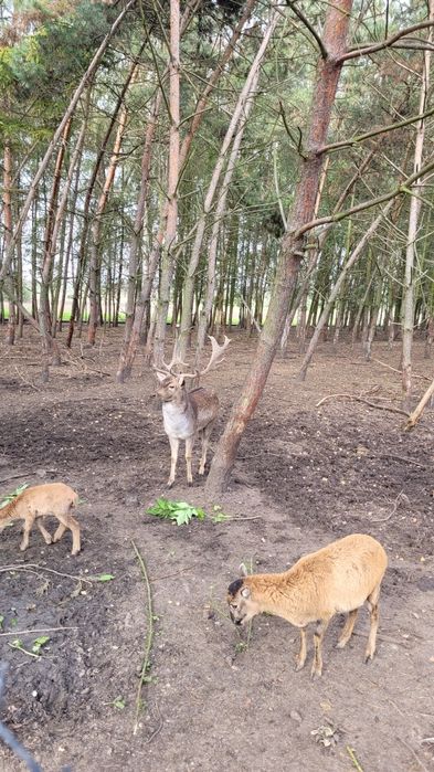 Sprzedam Daniele i muflony. Daniel muflon