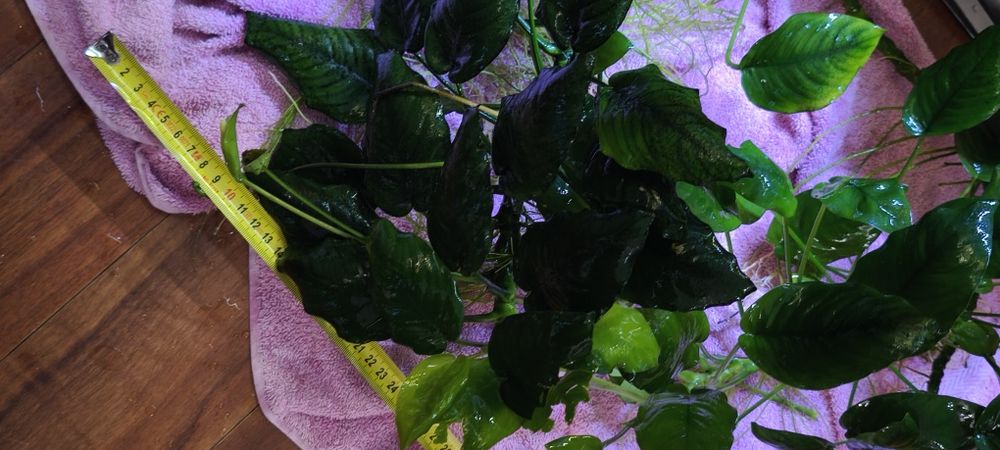 Anubias barteri mega porcja