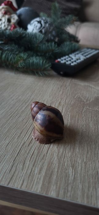 Slimak afrykanski - archachatina marginata suturalis nominal