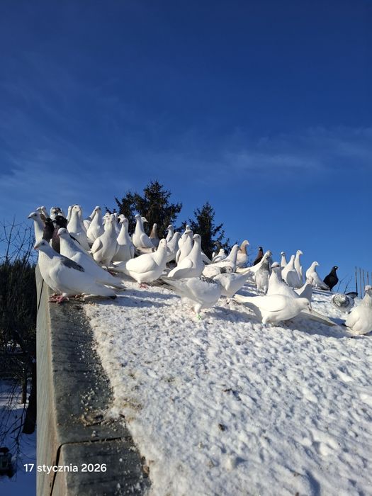 Lot gołębi jasnych perłowych.