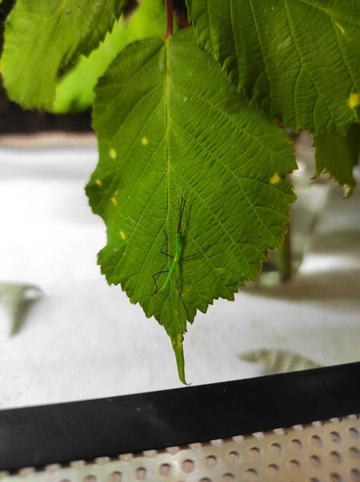 Patyczak szmaragdowy / myronides sp peleng / straszyk