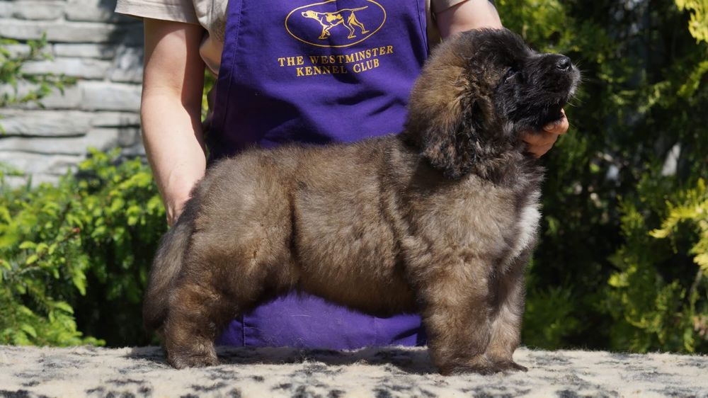 Leonberger suczka szczeniak ZKwP
