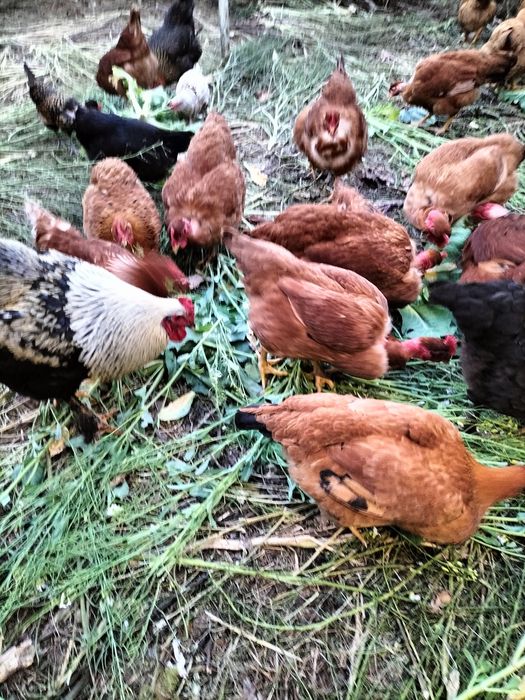 Galinhas  amarelas de carne