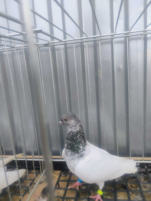 Gołębie budapeszty