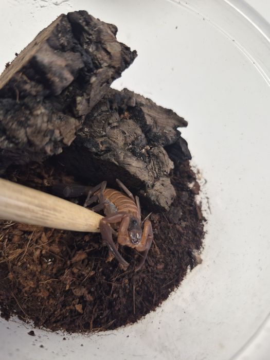 Skorpion Heteroctenus Junceus samiczki i samce