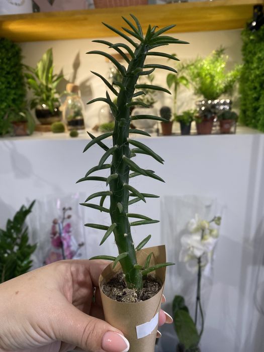 Кактуси кімнатні рослини.