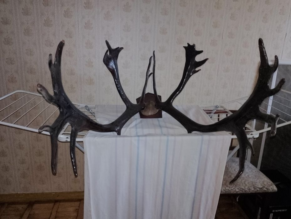 Продам рога оленя