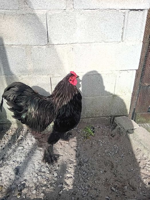 Raça de galinhas Brahma, padrão Black. Ovos para incubação.